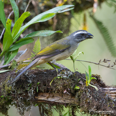 Green-Winged Saltator photo 2