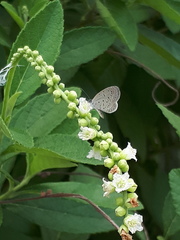 Zizula hylax pygmaea