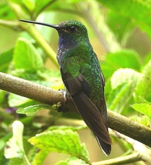 Green-Backed Hillstar photo 4