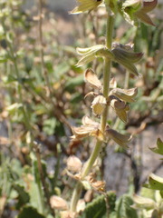 Salvia disermas