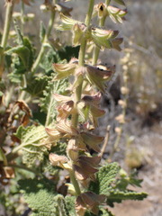 Salvia disermas