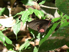 Parides sesostris