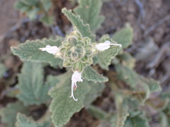 Salvia disermas