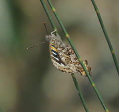 Ogyris amaryllis