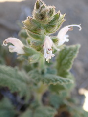 Salvia disermas