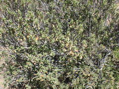 Diospyros austro-africana