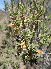 Diospyros austro-africana