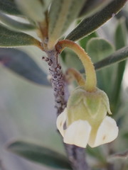 Diospyros austro-africana