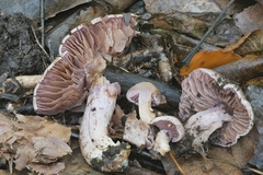 Cortinarius lucorum