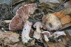 Cortinarius lucorum