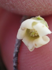 Diospyros austro-africana