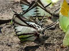 Protesilaus protesilaus