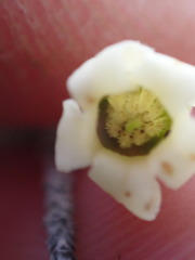 Diospyros austro-africana