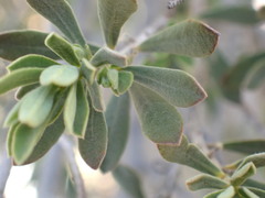 Diospyros austro-africana