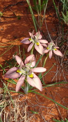 Moraea ciliata cuprina