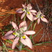 Moraea ciliata cuprina - Photo (c) Paul Emms, some rights reserved (CC BY-SA), uploaded by Paul Emms