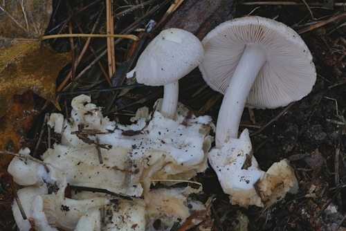 Volvariella surrecta — no rights reserved