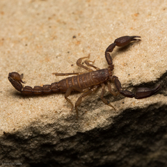 Pseudouroctonus santarita