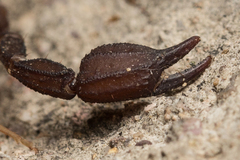 Pseudouroctonus santarita