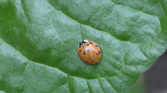 Harmonia axyridis