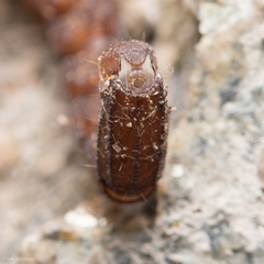 Pseudouroctonus santarita