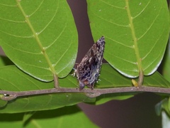 Arhopala abseus