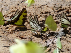 Protesilaus glaucolaus