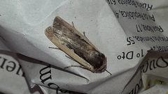 Ochropleura leucogaster