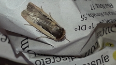 Ochropleura leucogaster