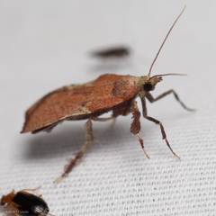 Galasa nigripunctalis