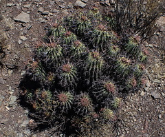 Euphorbia stellispina