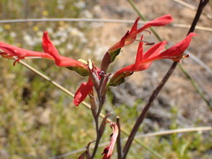 Gladiolus splendens