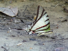 Protesilaus glaucolaus