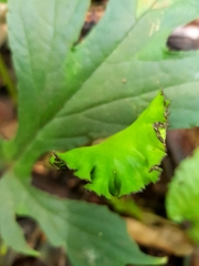 Dorstenia contrajerva