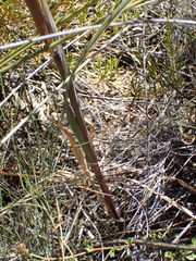Gladiolus splendens