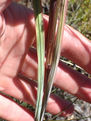 Gladiolus splendens