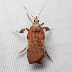 Galasa nigripunctalis