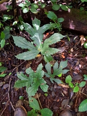 Dorstenia contrajerva