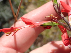 Gladiolus splendens