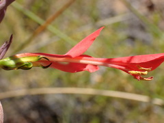 Gladiolus splendens