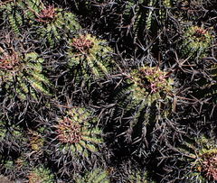 Euphorbia stellispina