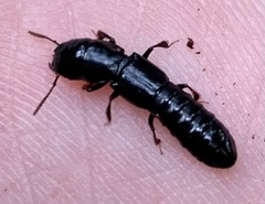 Osoriinae