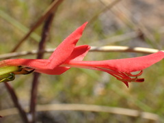 Gladiolus splendens
