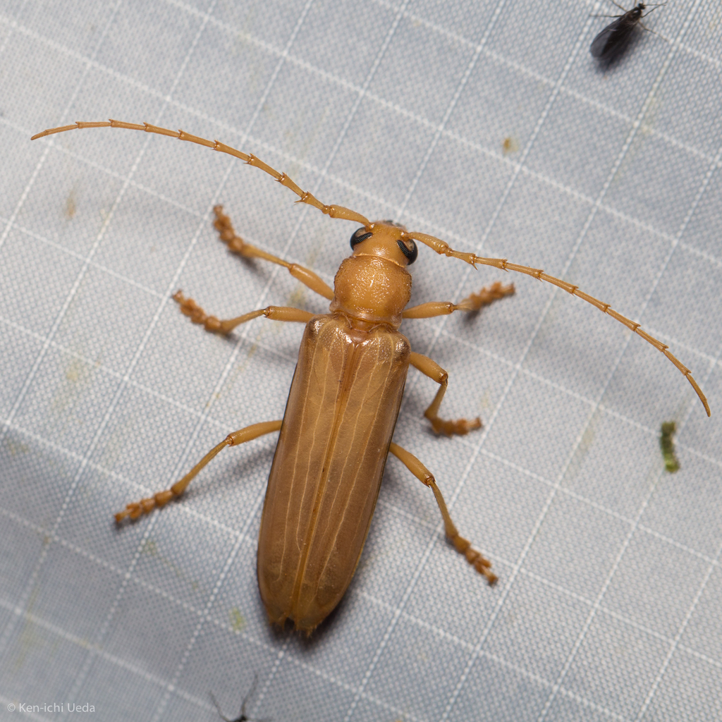 Atylostagma polita