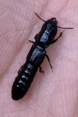 Osoriinae