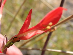 Gladiolus splendens