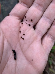 Osoriinae