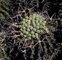 Euphorbia stellispina