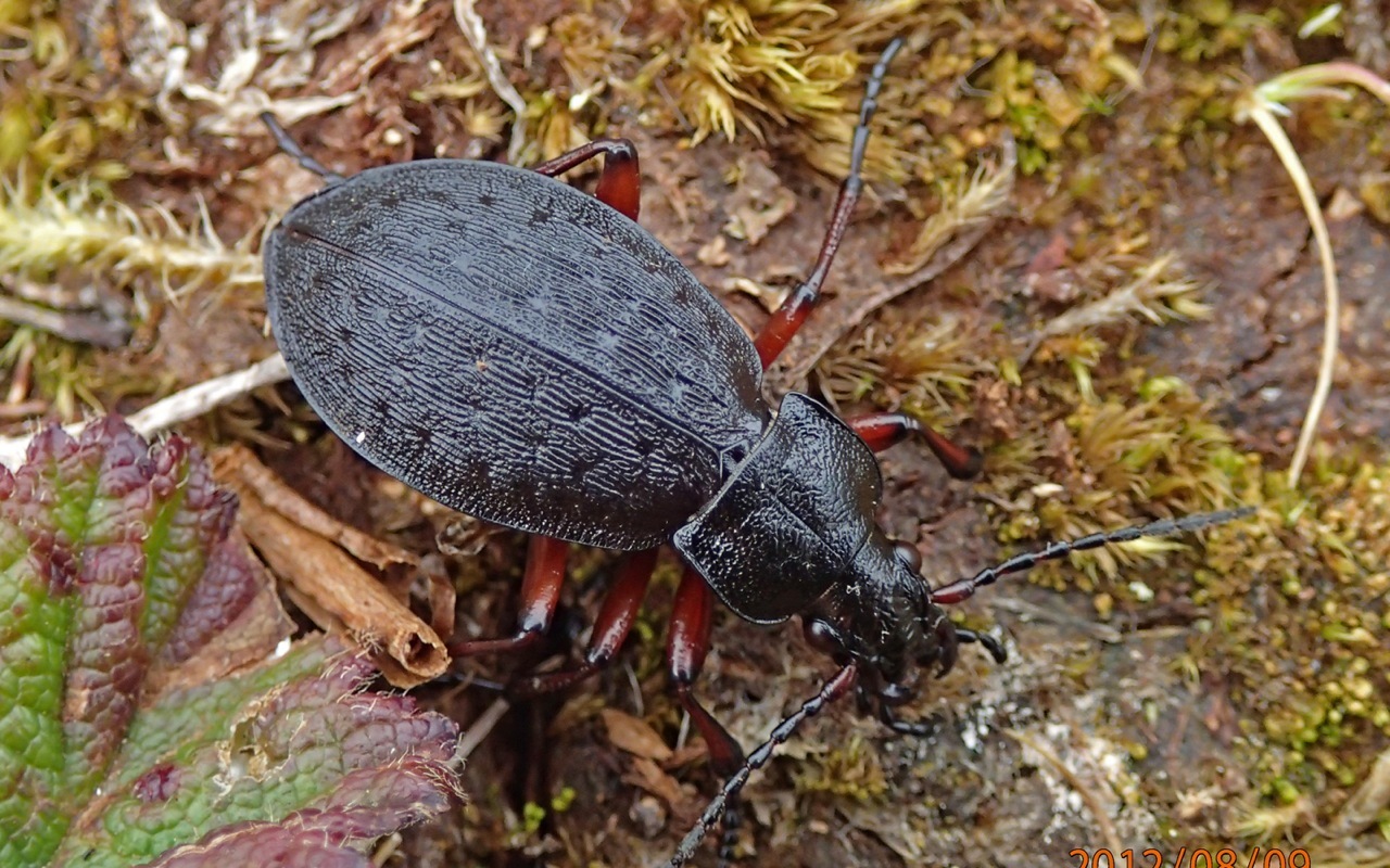 Carabus truncaticollis · iNaturalist