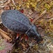 Carabus truncaticollis - Photo (c) D. Sikes, some rights reserved (CC BY-SA)